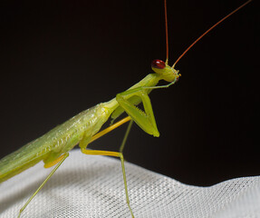 A praying mantis makes a silence sign
