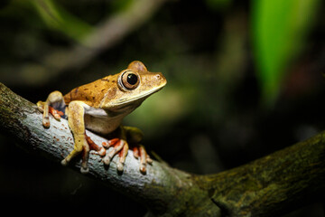 Portrait of a tree frog in the Amazon rainforest