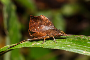Leaf insect cptured with studio light