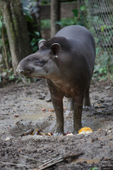 Portrait of amazonic Tapir