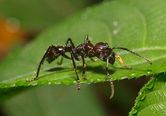 Bullet ant of the amazon jungle