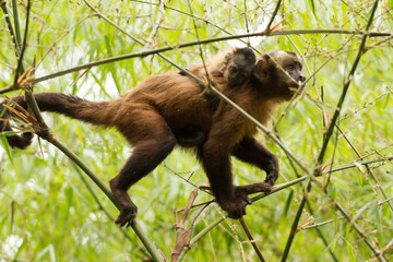 A little friar monkey with its baby in the Amazon jungle