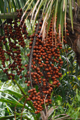 Fototapeta premium Buriti fruit tree of the amazon jungle 