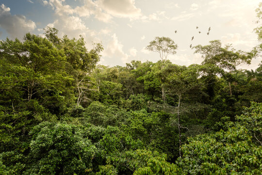 Fototapeta Amazon landscape in the Peruvian rain forest jungle of Tambopata