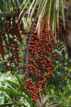 Buriti fruit tree of the amazon jungle
