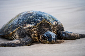 resting sea turtle