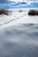 Snow covered landscape with coyote tracks, in Windsor, Connecticut.