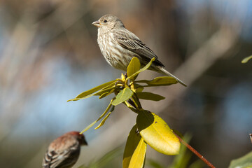 House finch in a shrub in Nathan Hale State Forest.