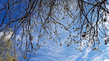 Young leaves on the branches of tree on warm spring day against the blue sky