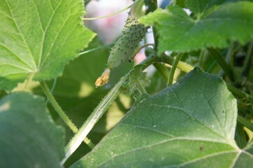 cucumber grows in a greenhouse among the leaves, close-up