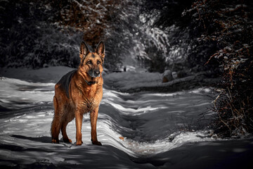 dog german shepherd in snow