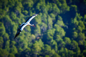 stork flying over the forest