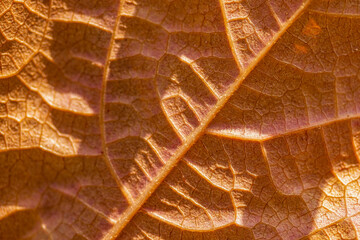 Detalle en macrofotografía de una hoja otoñal 