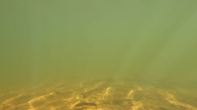 Tra&iacute;ra fish (Hoplias brasiliensis) freshwater wolf fish under water in video. Underwater wild traira