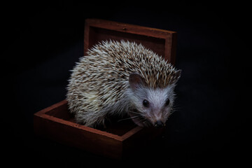 hedgehog