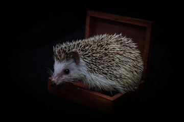 hedgehog