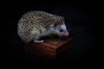 hedgehog