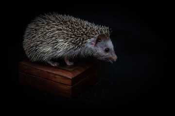 hedgehog