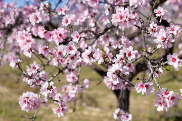 Blooming almond trees in the fields among the mountains. Beautiful nature with a blossoming tree on a sunny day. Spring flowers. Beautiful garden in spring. Abstract blurred background.