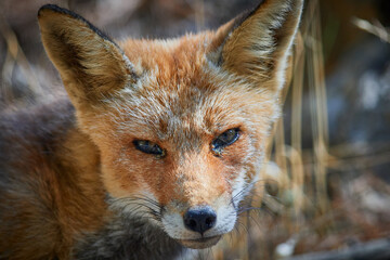red fox portrait