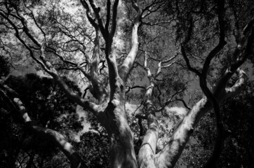 black and white tree