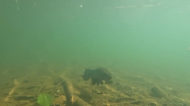 Tra&iacute;ra fish (Hoplias brasiliensis) freshwater wolf fish under water in video. Underwater wolf fish