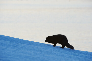 Beautiful blue arctic fox (Alopex lagopus) in the snow.