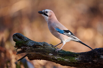 Eurasian jay (Garrulus glandarius)