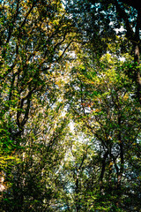 Fototapeta premium Wald von unten