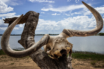 Bull skull on a tree in the safari