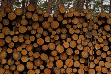 Ścięte pnie sosnowe , w lesie , ułożone w sąg. Drewno , sosna , las . Cut pine trunks, in the forest, arranged in a pile. Wood, pine, forest.