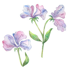 Set of Delicate purple flowers watercolor hand painting isolated on white.
