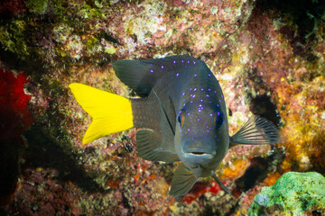 Fototapeta na wymiar A yellowtail damselfish looking straight on to the camera. This pretty little guy was shot on a wild tropical reef in the Cayman Islands 