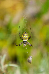 closeup shot of a spider Argiope bruennichi