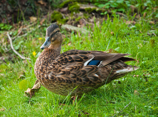 polish duck Anas platyrhynchos