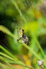 closeup shot of a spider Argiope bruennichi