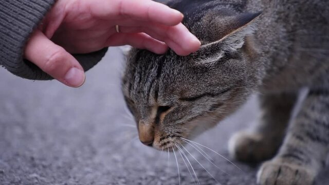 Close up of a female's hand petting a tabby cat on the street. Slow motion. 