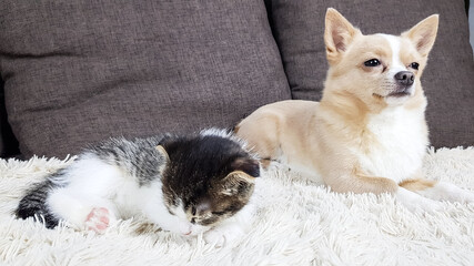 little cute kitten lop-eared white chihuahua sleeping together on a soft sofa at home. friendship of cats and dogs