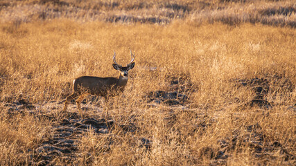 Buck in field of dry grass