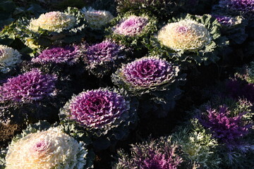 Obraz premium ornamental cabbage. Flowering kale. Brassicaceae perennial plants.