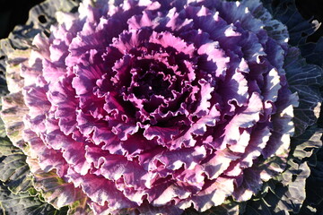 ornamental cabbage. Flowering kale. Brassicaceae perennial plants.