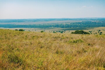 Fototapeta na wymiar The panoramic savannah grasslands landscapes of Nairobi National Park, Kenya