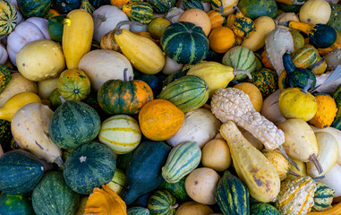 Halloween display of small gourds near Gervais, Oregon