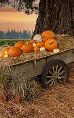 A Halloween display of avintage wagon, hay bales and pumpkins near Gervais Oregon