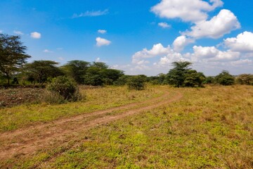 A dirt road in the panoramic savannah grassland landscapes of Nairobi National Park, Kenya 