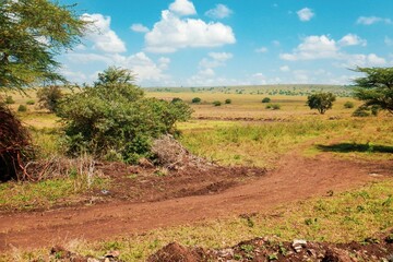 Fototapeta na wymiar A dirt road in the panoramic savannah grassland landscapes of Nairobi National Park, Kenya 