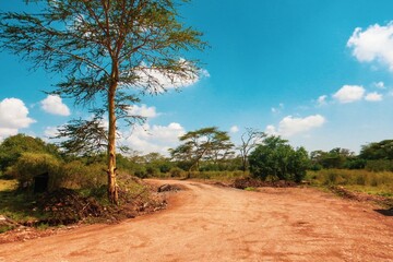 Fototapeta na wymiar A dirt road in the panoramic savannah grassland landscapes of Nairobi National Park, Kenya 