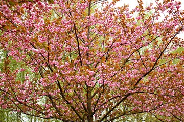 Sakura trees bloomed with many beautiful flowers on warm May days