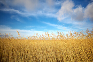 Dry grass flowers blowing in the wind, red reed sway in the wind with blue cloudy sky background, reed field in autumn. Autumn weather.