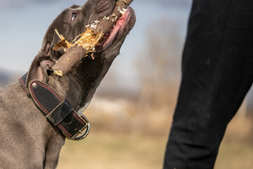 Close up on head of gray american pit bull terrier apbt dog biting branch of tree